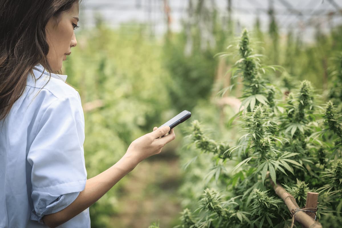 Où se trouve le meilleur CBD en France ?